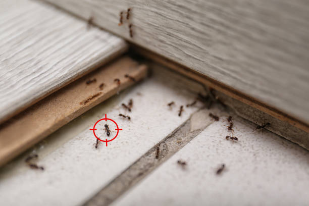 Best Termite Control Services  in Ranlo, NC