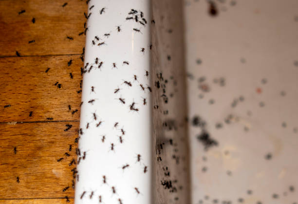 Best Rat Extermination Near Me  in Ranlo, NC